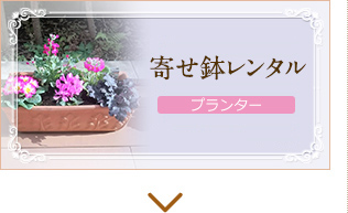 寄せ鉢レンタル（プランター）