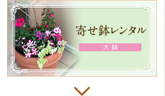 寄せ鉢レンタル（大鉢）