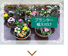 プランター植え付け